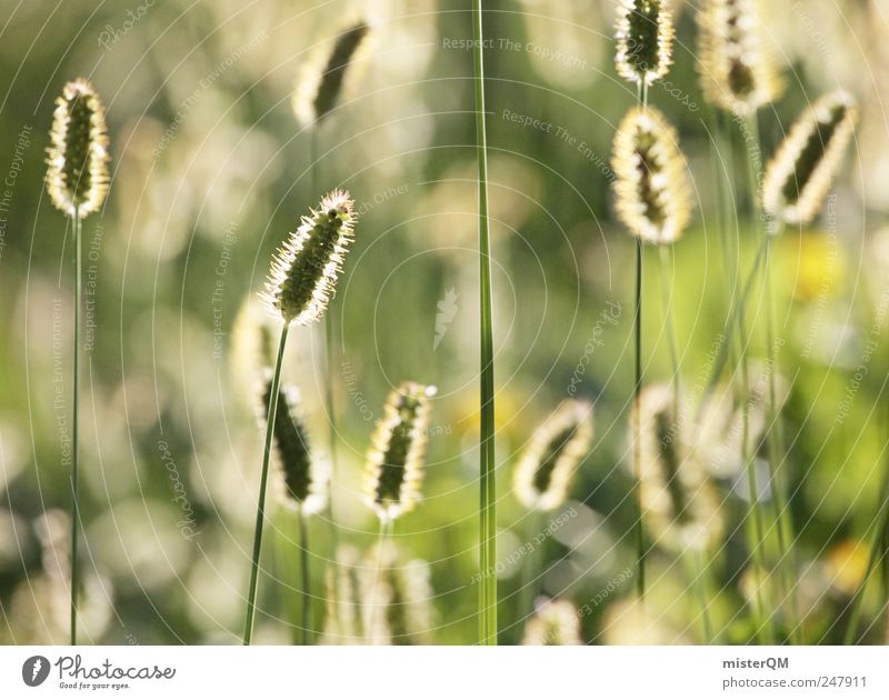 graminicolous. Environment Nature Landscape Plant Esthetic Green Calm Grass Meadow Ear of corn Blow Summer Sprout Seasons Weather Decent Remote Warmth Pleasant