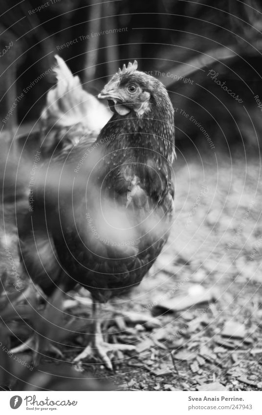 well.chicken. Beautiful weather Plant Farm animal Animal face Pelt Claw Zoo Barn fowl 1 Observe Interest Curiosity Black & white photo Exterior shot