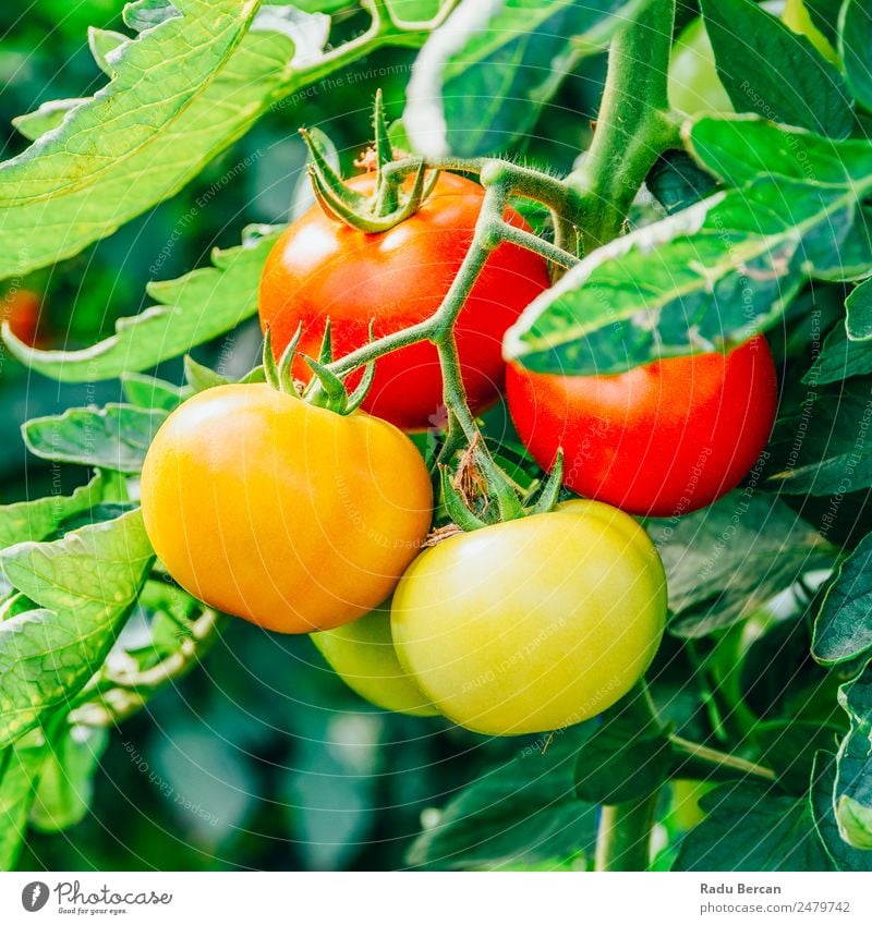 Tomatoes Growing On Vine In Greenhouse Cherry Food Background picture Red Healthy Organic Raw Close-up Small Vegetable Ingredients Vegetarian diet Fresh Mature