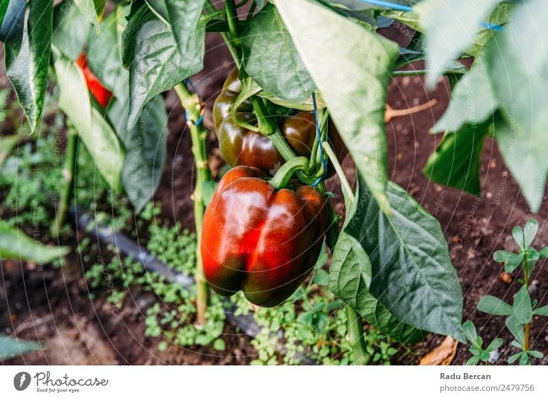 Bell Peppers Capsicum Growing In Greenhouse Growth Farm Plant Sweet paprika Nature Red Agriculture Healthy Organic Food Garden Vegetable Fresh Mature peppers