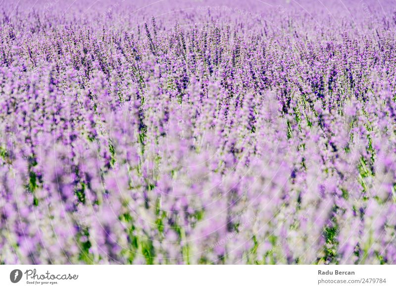 Purple Lavender Field In Summer Provence Flower Violet Beautiful Landscape Nature Background picture Blooming Aromatic Beauty Photography Sunlight Plant Blue