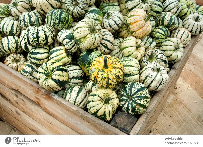 Harvest Time Food Vegetable Nutrition Vegetarian diet Autumn Box Wood Delicious Round Brown Green Offer Sell Pumpkin Pumpkin time Many pumpkin exhibition