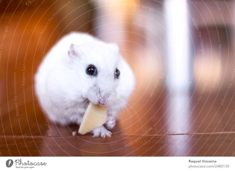 Little white hamster eating a piece cheese. - a Royalty Free Stock Photo from
