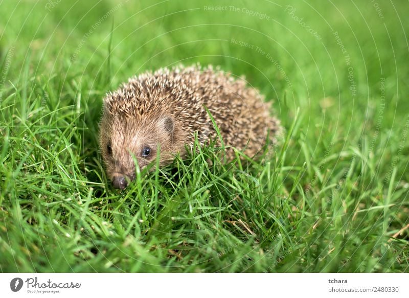 Small hedgehog in a garden, looking at camera Garden Adults Nature Landscape Animal Autumn Grass Moss Meadow Forest Natural Cute Thorny Wild Green Protection
