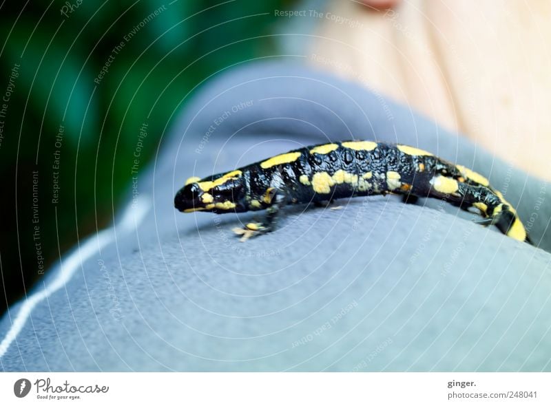 The visitor Animal Wild animal 1 Crouch Salamander fire salamander black-yellow Shoulder Back Glittering Small Contrast Timidity Beautiful Colour photo
