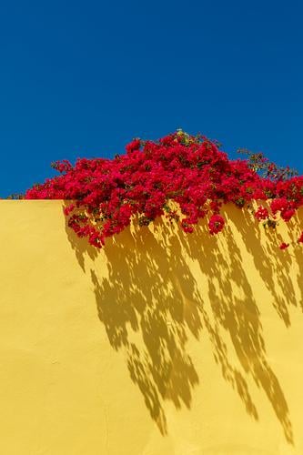 red flowers on yellow wall, portugal House (Residential Structure) Decoration Art Nature Plant Sky Spring Climate Flower Garden Building Street Cute Blue Yellow