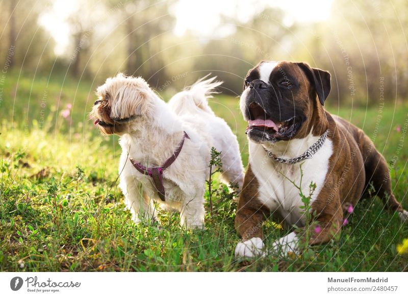 dogs in nature Summer Nature Plant Sky Tree Flower Grass Park Fur coat Pet Dog Small Cute Wild Gold Green Loyal Colour Environment animals boxer Domestic field