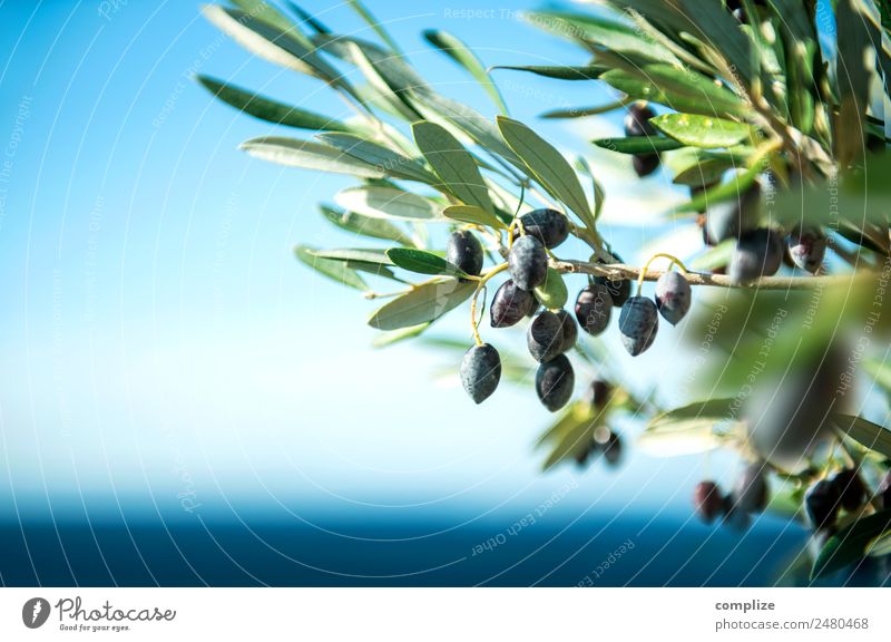 Olive branch at the sea in Greece Food Fruit Cooking oil Nutrition Organic produce Italian Food Style Beautiful Healthy Healthy Eating Vacation & Travel Summer