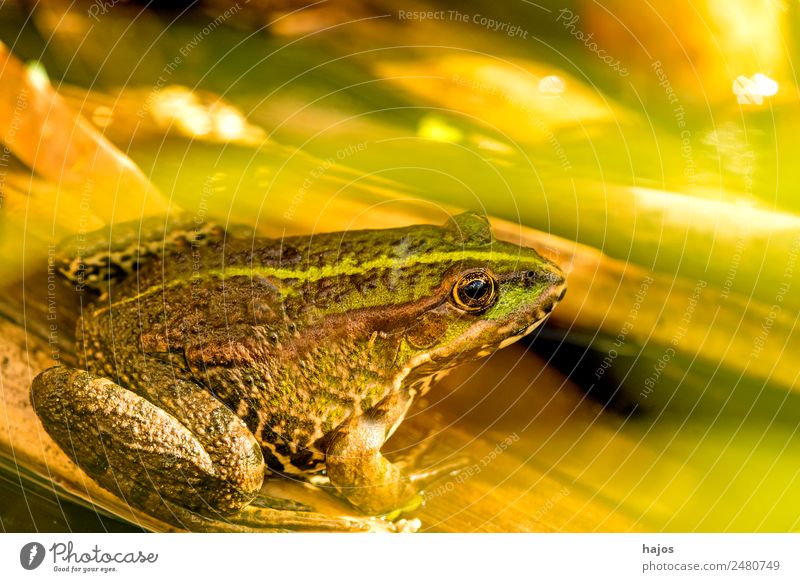 sea frog Nature Animal Wild animal Frog 1 Sit Amphibian fauna Germany sits Close-up Green Brown Colour photo Exterior shot Deserted Copy Space top