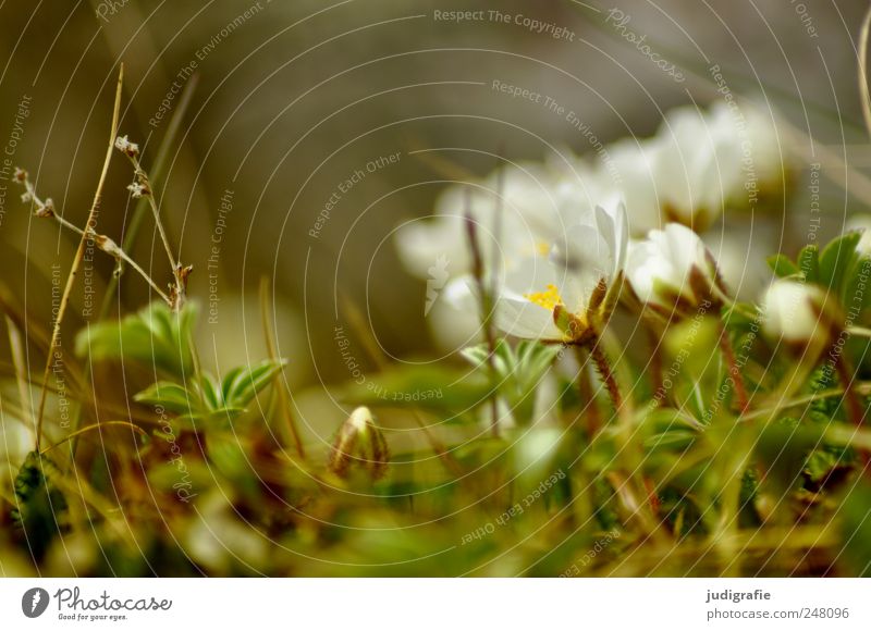 Iceland Environment Nature Plant Blossom Wild plant Growth Beautiful Moody Life Delicate Small Colour photo Exterior shot Close-up Day Blur