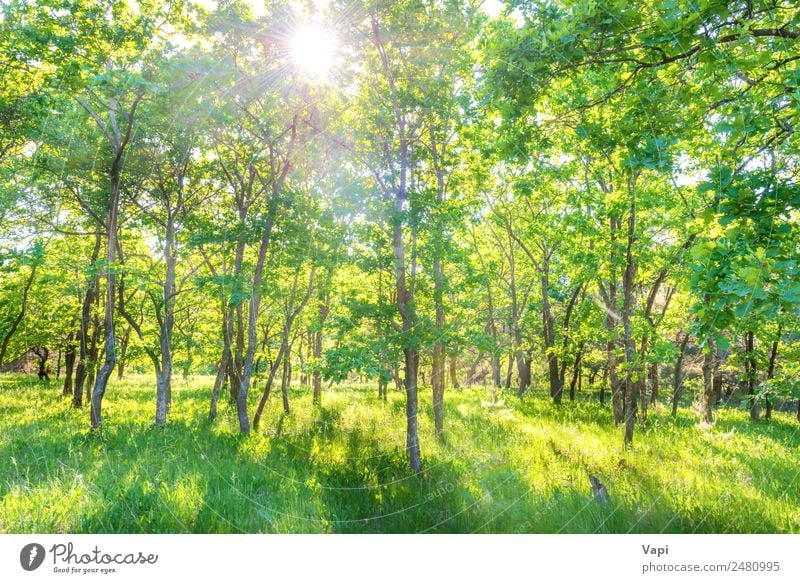 Panoramic landscape with green forest Beautiful Summer Summer vacation Sun Environment Nature Landscape Plant Sunrise Sunset Sunlight Spring Beautiful weather