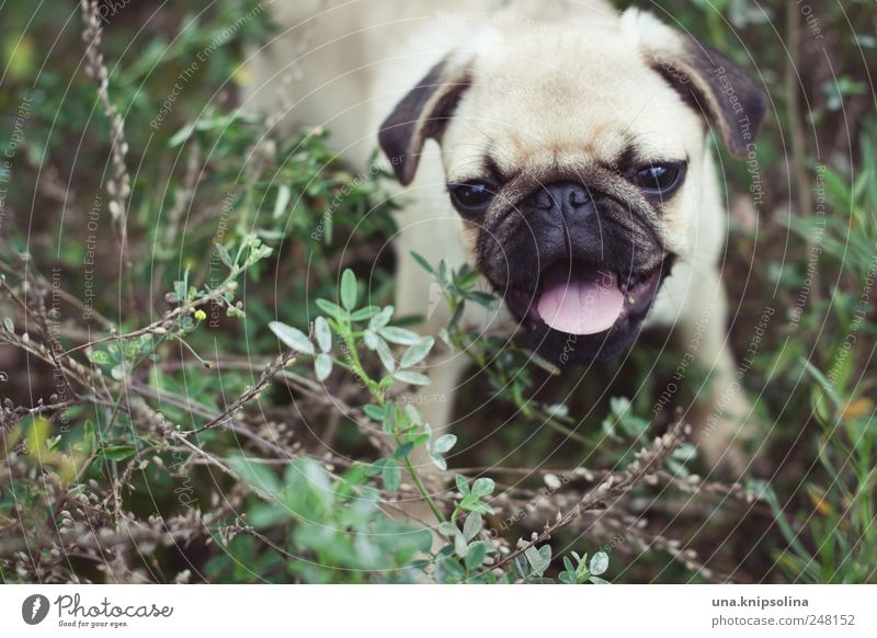 young pug Nature Plant Grass Bushes Animal Pet Dog Pug 1 Baby animal Walking Playing Cool (slang) Brash Cute Joy Walk the dog Puppy Colour photo Subdued colour