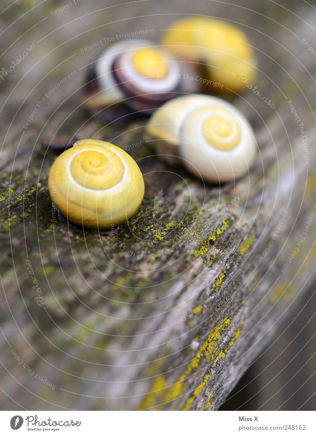 Diegos snail family Animal Snail 4 Group of animals Slimy Yellow Slowly Snail shell Wood Garden Tree trunk Colour photo Multicoloured Exterior shot Close-up