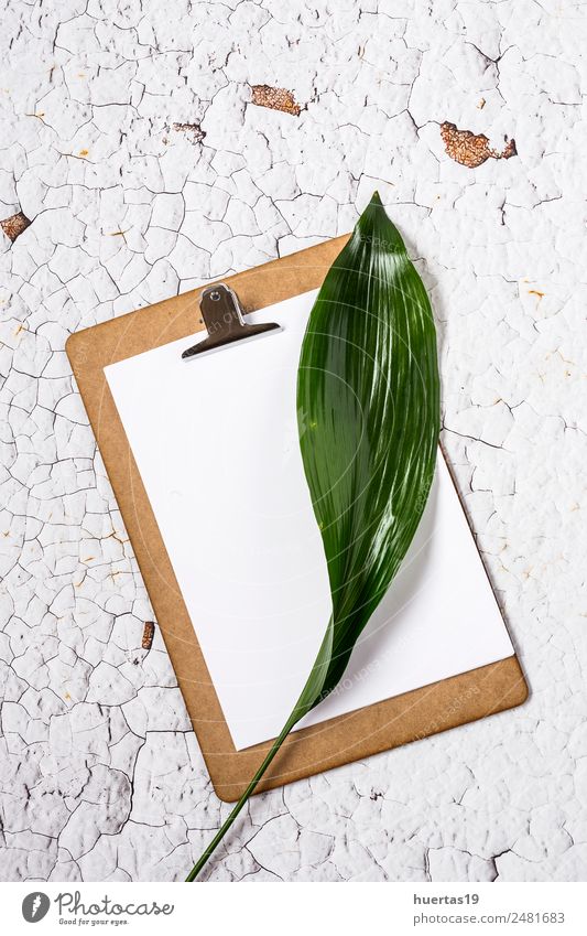 Clipboard with plant leaf Work and employment Office work Art Plant Leaf Paper Stone Natural Above Green sheet Tropical background Document examining Financial
