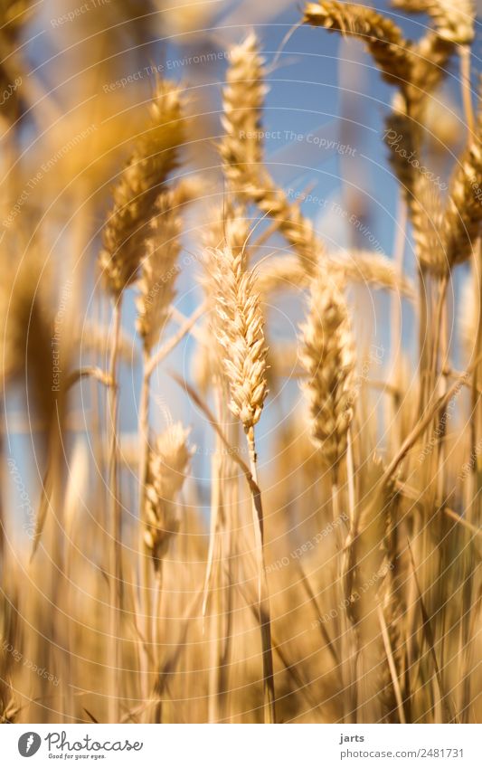 cornfield Food Grain Environment Sky Summer Beautiful weather Plant Healthy Sustainability Natural Nature Wheat Cornfield Nutrition Bread Colour photo