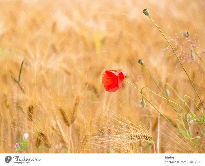 Poppy flower in a cereal field Agriculture Forestry Summer Beautiful weather Agricultural crop Poppy blossom Grain field Poppy capsule Field Blossoming