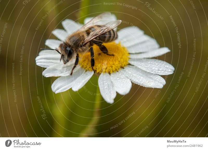 Bee Nature Plant Animal Water Drops of water Summer Climate Beautiful weather Bad weather Flower Grass Leaf Blossom Garden Park Field Forest Wild animal 1