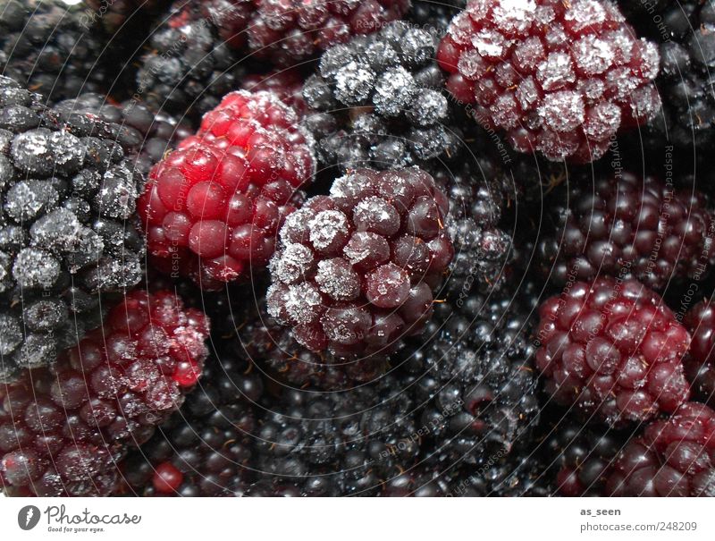 Blackberries ice blue violet Food Fruit Nutrition Ice Frost To enjoy Esthetic Healthy Eating Cold Blue Brown Violet Pink Red White Colour photo Interior shot