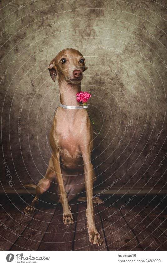 Studio portrait of little italian greyhound dog. Happy Beautiful Friendship Nature Animal Pet Dog Friendliness Happiness Small Funny Cute Brown Greyhound