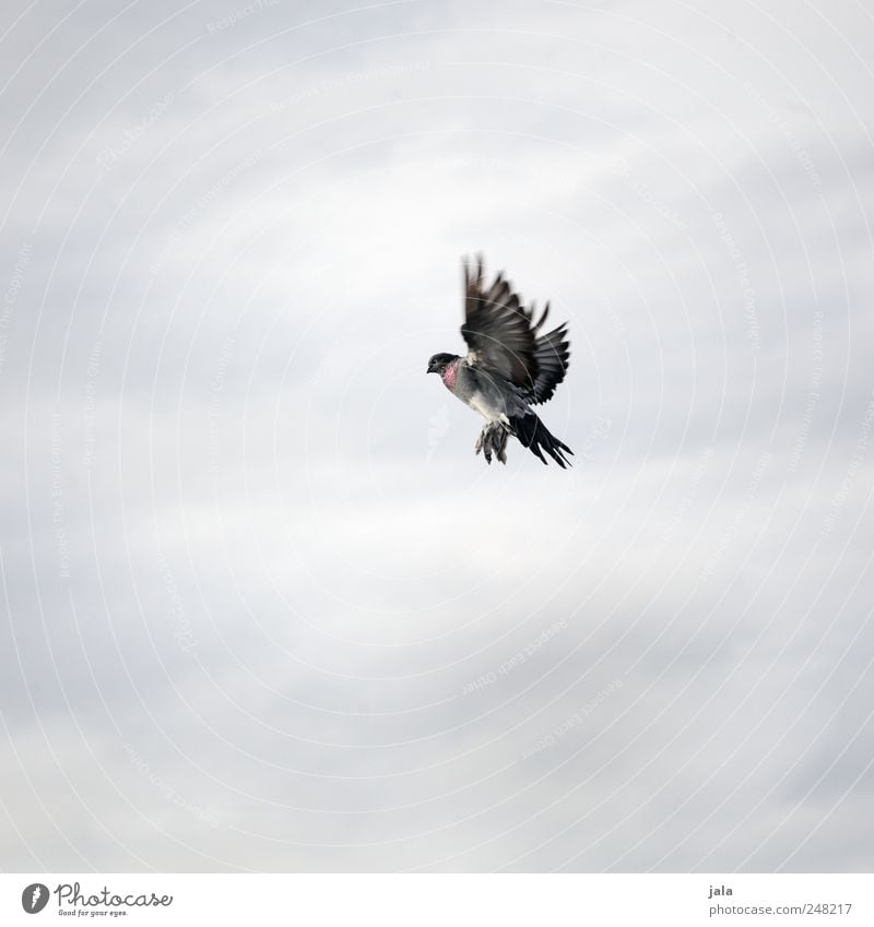fool sb. Sky Animal Bird Pigeon 1 Flying Esthetic Colour photo Exterior shot Deserted Copy Space left Copy Space right Copy Space top Copy Space bottom