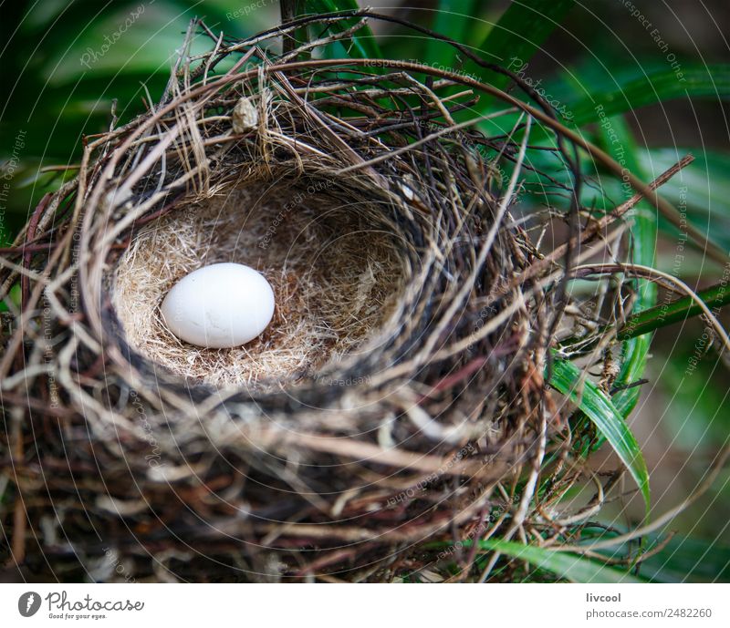 monarchidae nest, ambrym island-vanuatu Exotic Island Nature Plant Animal Tree Leaf Bird 1 Green Loneliness Nest new hebrides Pacific Ocean Australia + Oceania