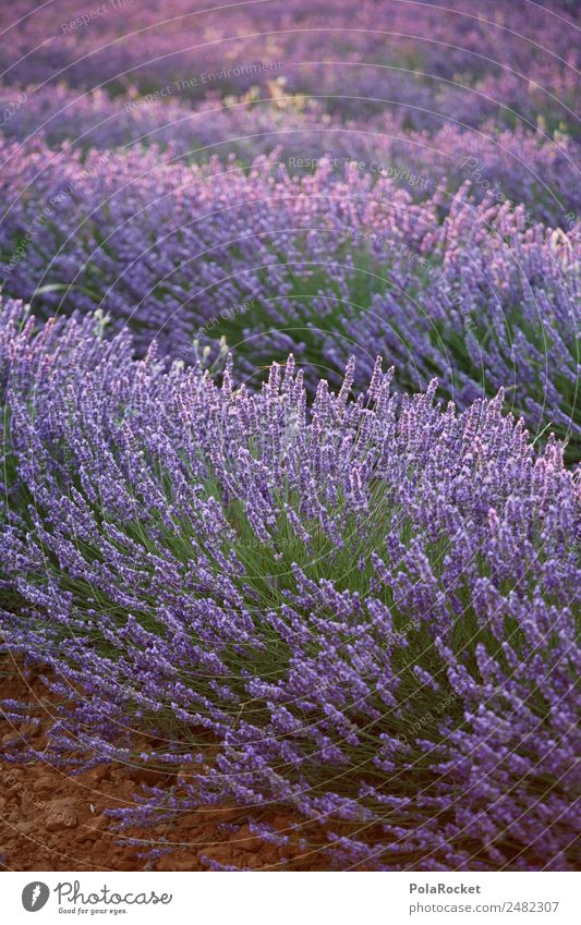 #A# Lavender sun Environment Nature Landscape Esthetic Lavender field Lavande harvest France Provence Violet Field Landscaping Blossoming Green pastures