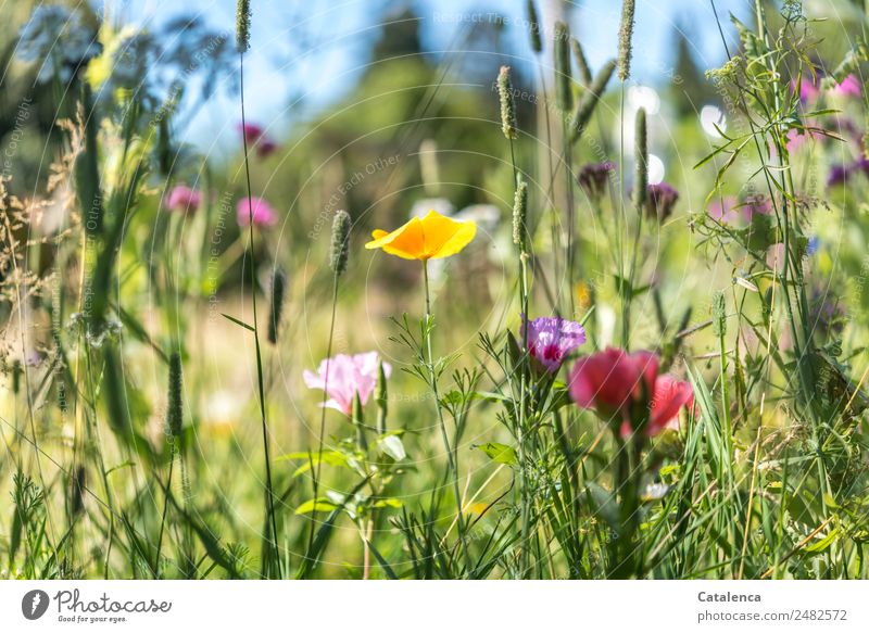Once upon a time; flowers and grasses of a flower meadow Nature Plant Sky Summer Beautiful weather Flower Grass Leaf Blossom Wild plant Meadow flower