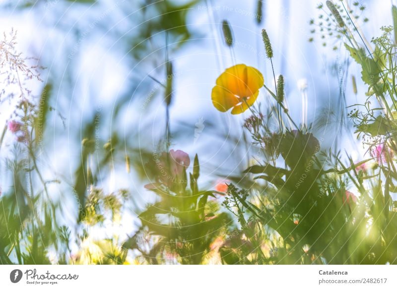 Yellow blue Monday; poppy in flower meadow from frog perspective Nature Plant Sky Summer Beautiful weather Flower Grass Leaf Blossom Foliage plant Wild plant