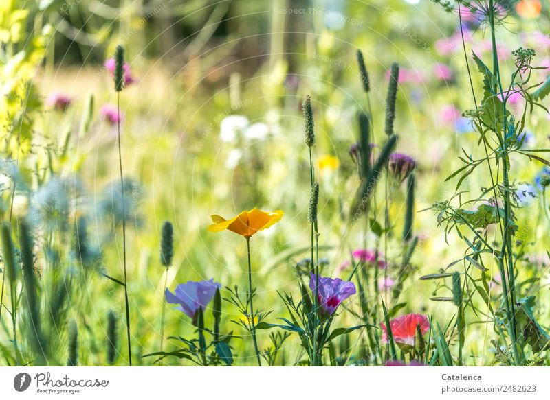 Summer, flower meadow Nature Plant Flower Leaf Blossom Wild plant Meadow flower Grass Yellow corn poppy Mallow plants Blossoming Fragrance Faded Growth Fresh