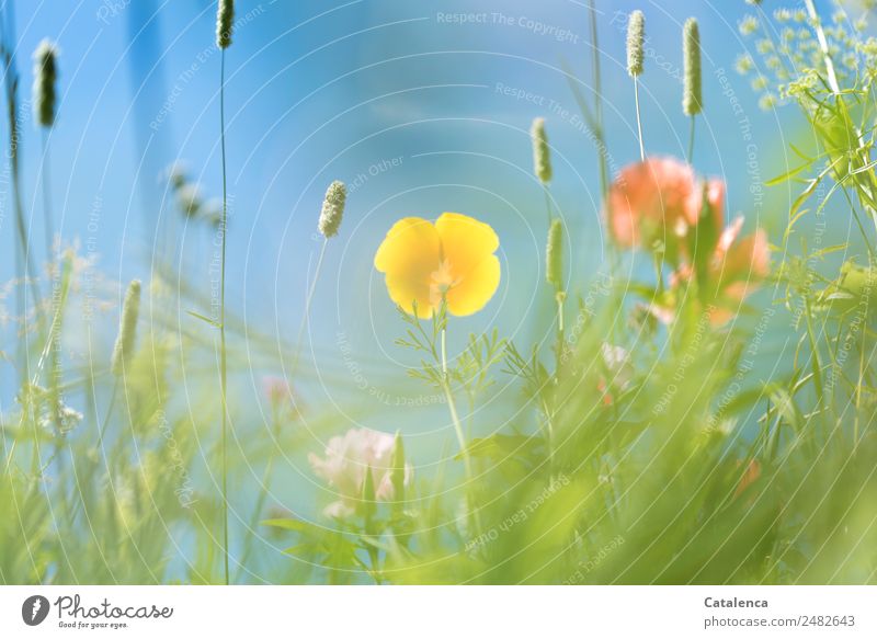 Yellow poppy blossom from a frog's perspective Nature Plant Cloudless sky Summer Beautiful weather Flower Grass Leaf Blossom Wild plant Poppy blossom