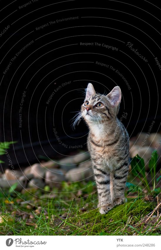 Undivided attention Environment Nature Plant Animal Beautiful weather Grass Moss Leaf Wild plant Garden Pet Cat 1 Observe Discover Hunting Looking Brash Astute