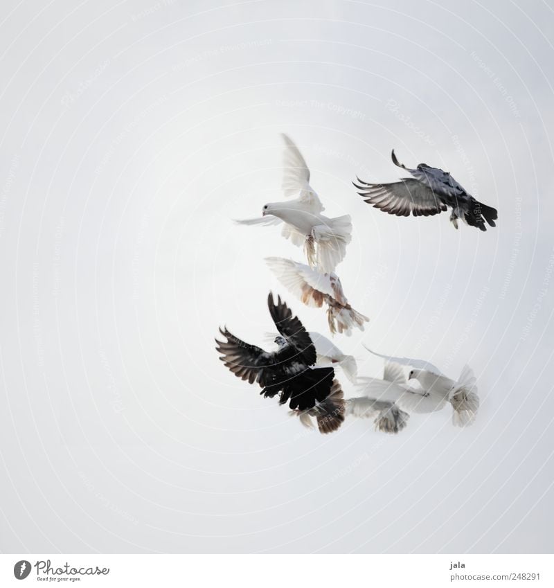 more foolish than ever Sky Animal Bird Pigeon Group of animals Flock Flying Free Blue Gray Black White Colour photo Exterior shot Copy Space left