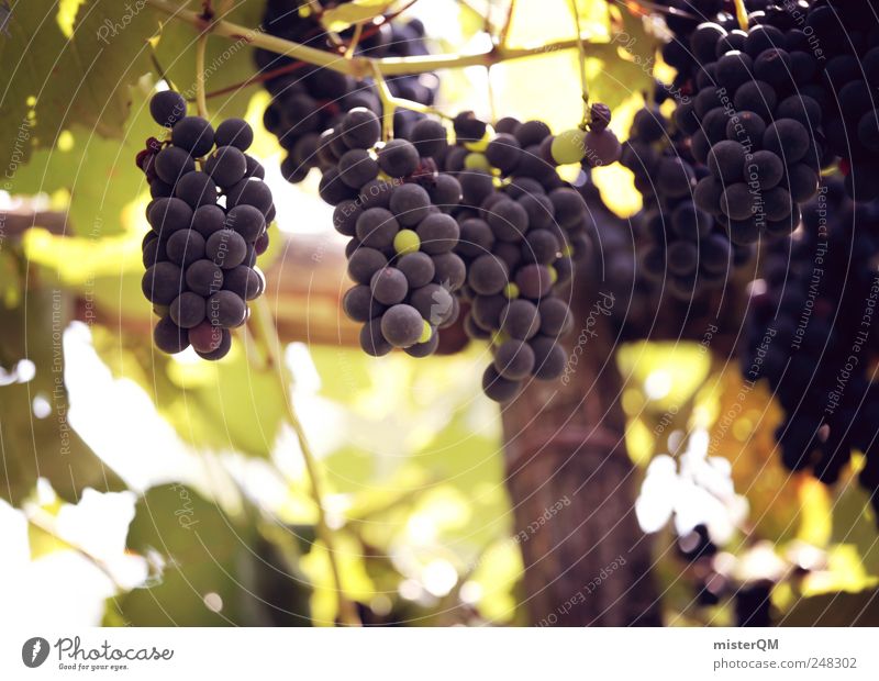 Monastery garden. Environment Nature Landscape Plant Esthetic Vine Vineyard Bunch of grapes Grape harvest Wine growing Red wine Exterior shot Growth Quality