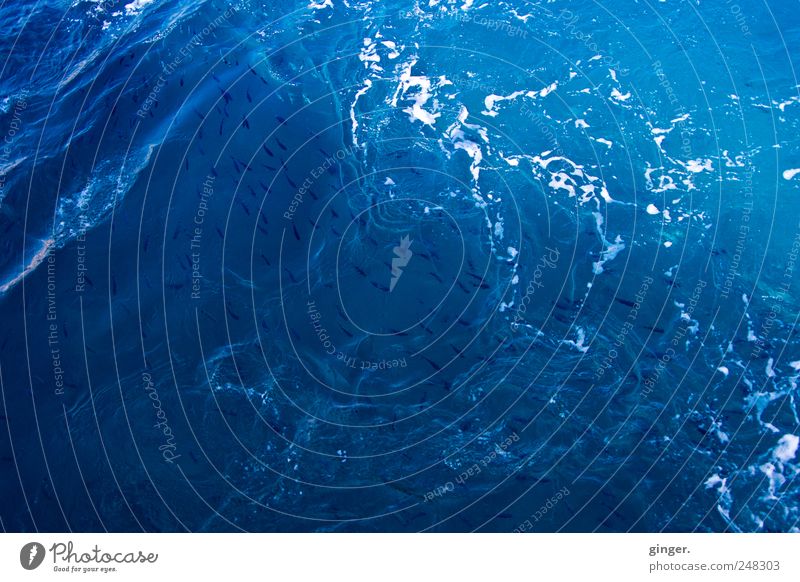 Water! Sea! Fish! Environment Ocean Swimming & Bathing Foam Bubble Whirlpool White crest Many Waves Swell Agitated whirled up Swirl Rotate Movement Colour photo