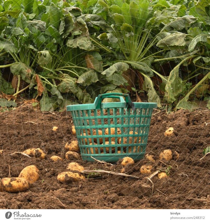 exposed potatoes in the field, basket with potatoes on the ground, potato harvesting Potato harvest Potato field Potatoes Basket Agriculture Organic produce