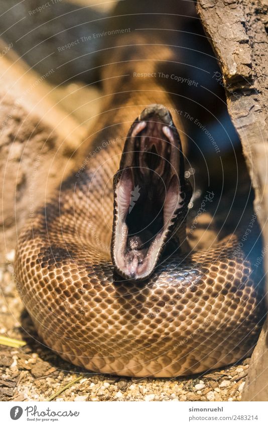Snake at the dentist Wild animal Zoo Aggression Might Smart Fear Horror Fear of death Dangerous False Aggravation Defiant Hatred Religion and faith Devil Evil