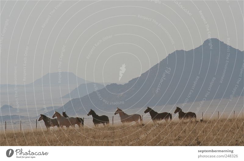 horses Mountain Animal Horse Group of animals Listening Stand Colour photo Exterior shot Day