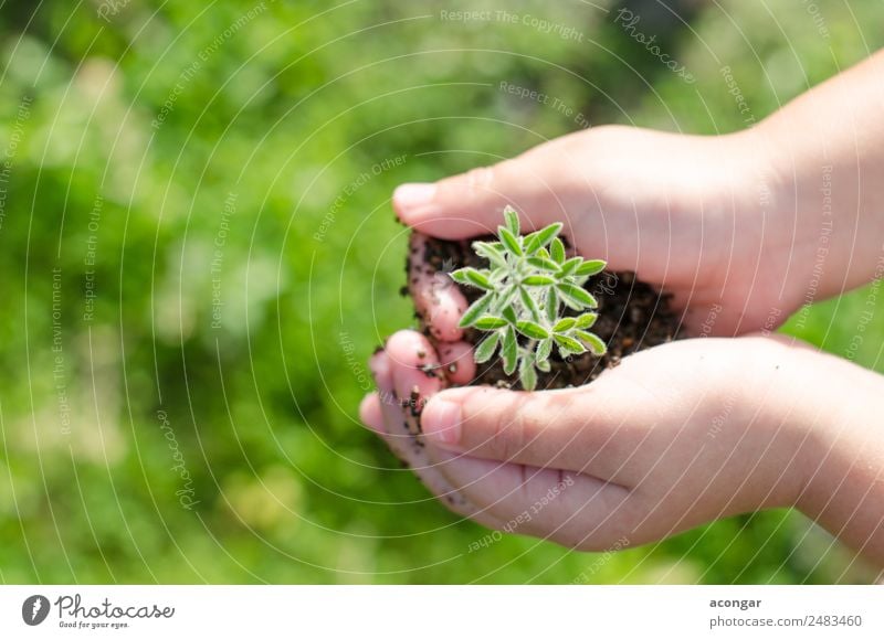 Dirty boy hands holding small young herbal sprout plant Herbs and spices Vegetarian diet Garden Child Business Boy (child) Hand Nature Plant Earth Leaf Growth