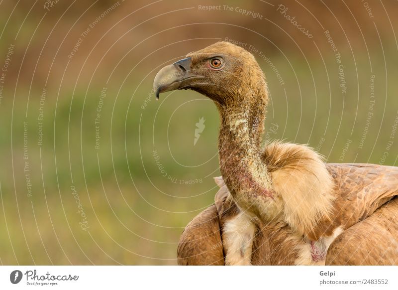 ortrait of a young vulture Face Zoo Nature Animal Bird Old Stand Large Natural Strong Wild Blue Brown Black White wildlife Vulture Scavenger Beak head Prey