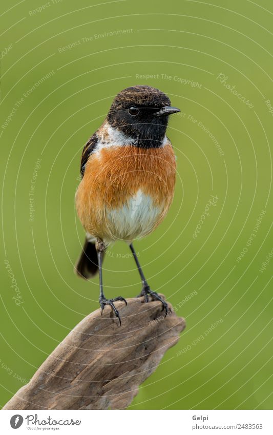 Small bird on a slim branch with unfocused Beautiful Life Man Adults Environment Nature Animal Bird Natural Wild Brown Green White stonechat wildlife common