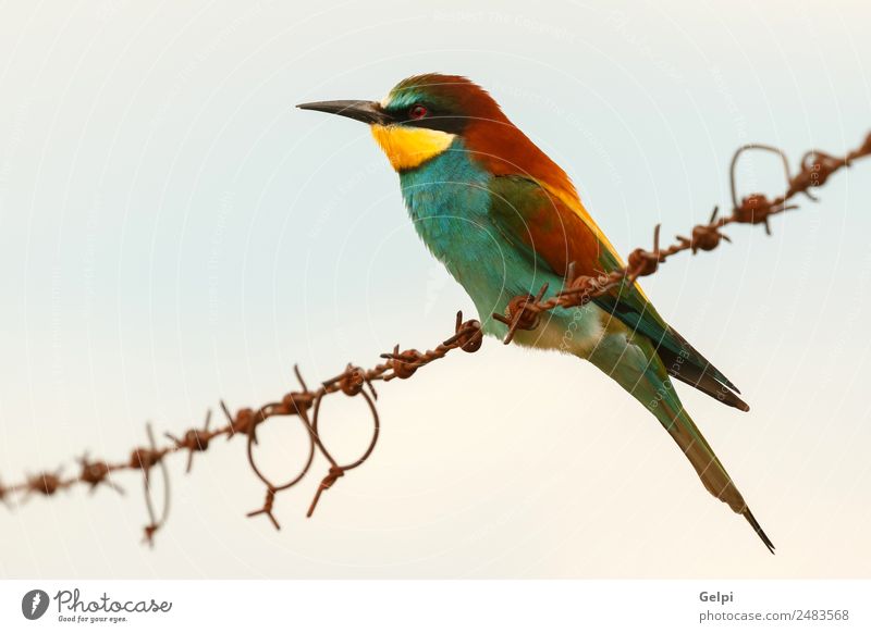 ortrait of a colorful bird Exotic Beautiful Freedom Environment Nature Animal Sky Park Bird Bee Love Small Wild Blue Yellow Green Red Colour Attachment wildlife