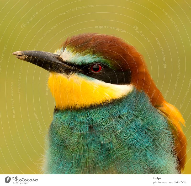 ortrait of a colorful bird Exotic Beautiful Freedom Nature Animal Bird Bee Glittering Feeding Bright Wild Blue Yellow Green Red White Colour wildlife bee-eater