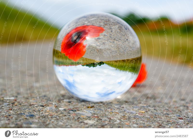 Head Cinema III Summer Summer vacation Nature Plant Earth Sky Clouds Blossom Poppy blossom Field Blue Multicoloured Gray Green Red Crystal ball Landscape