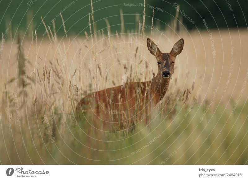 Blinking Deer Animal Wild animal 1 Funny Safety Roe deer Colour photo Exterior shot Central perspective Looking into the camera Wink