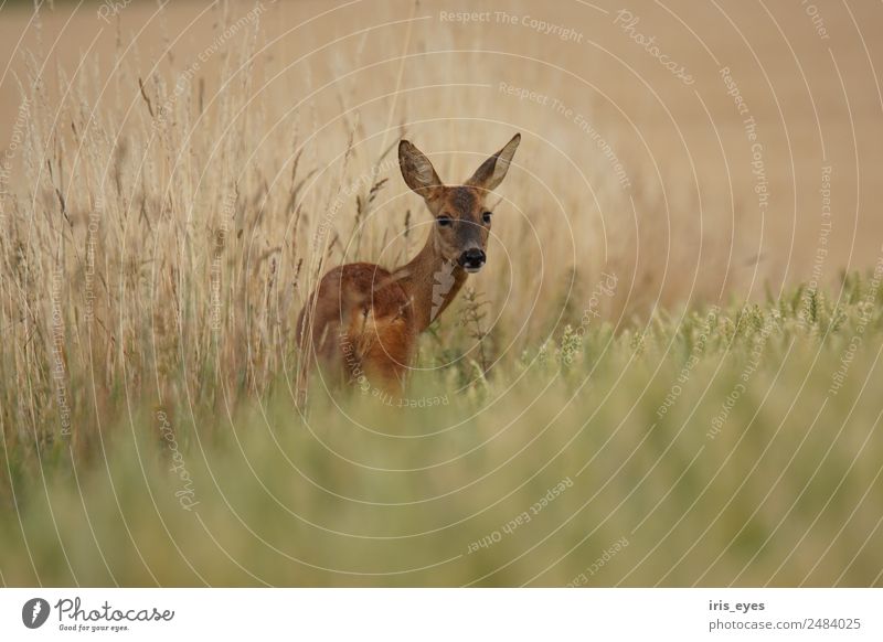 Deer in cereals Animal Wild animal Fear Nerviness Timidity Roe deer Colour photo Subdued colour Exterior shot Shallow depth of field Central perspective Forward