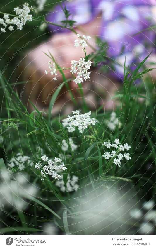. 1 Human being Summer Plant Flower Foliage plant Meadow Relaxation Lie Near Natural Green Violet White Nature Common Yarrow Blonde Dream Shallow depth of field
