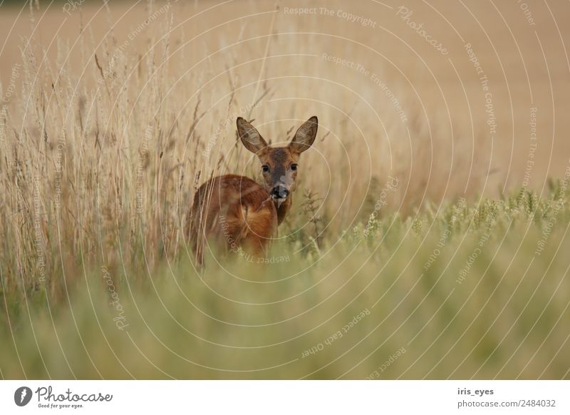 Deer in cereals Animal Wild animal 1 Dangerous Timidity Roe deer Field Colour photo Exterior shot Evening Central perspective Forward