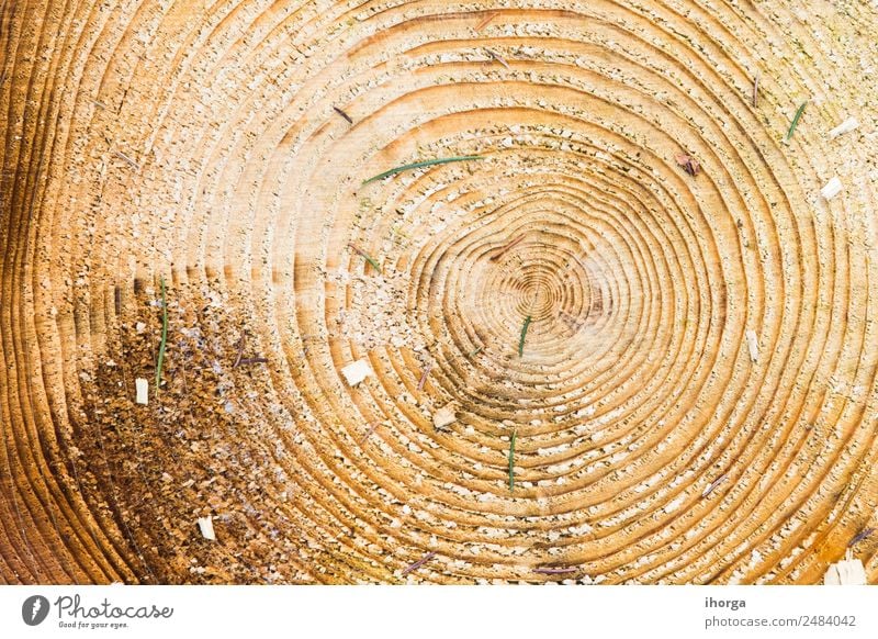 Wood texture with tree rings (growth rings) Beautiful Industry Saw Nature Plant Tree Forest Old Growth Natural Brown Age Concentric Cut Grunge Log Organic Pine