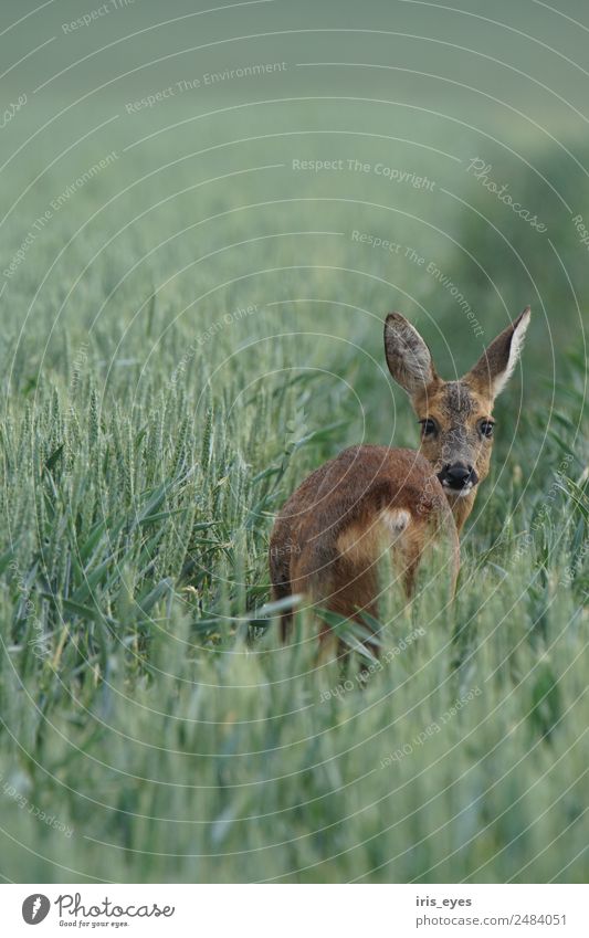 Deer in the morning Animal Wild animal 1 Fear Nerviness Timidity Roe deer Colour photo Subdued colour Exterior shot Copy Space top Morning