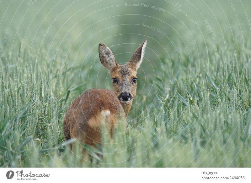 Deer standing in a field Animal Wild animal Nerviness Timidity Roe deer Colour photo Subdued colour Exterior shot Copy Space right Copy Space top Morning